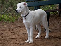 Blue, a 5 month old white goberian puppy